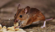 24 Hour & Emergency Exterminators in Sabine, WV